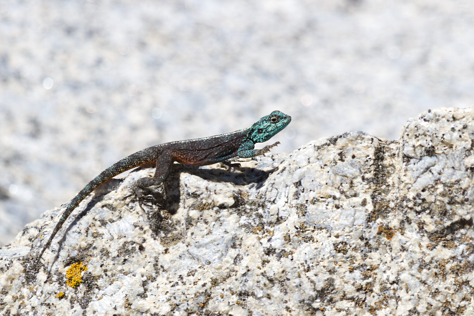 Rock Agama am Kap der Guten Hoffnung 