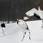 Rock and Roll im Schnee