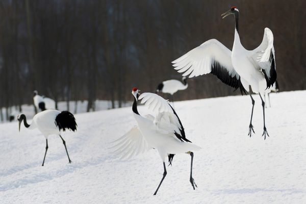 Rock and Roll im Schnee
