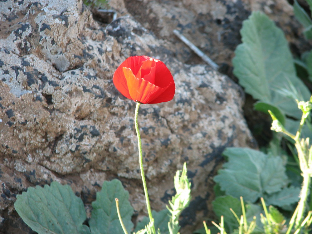 rock and rose (not a dance)