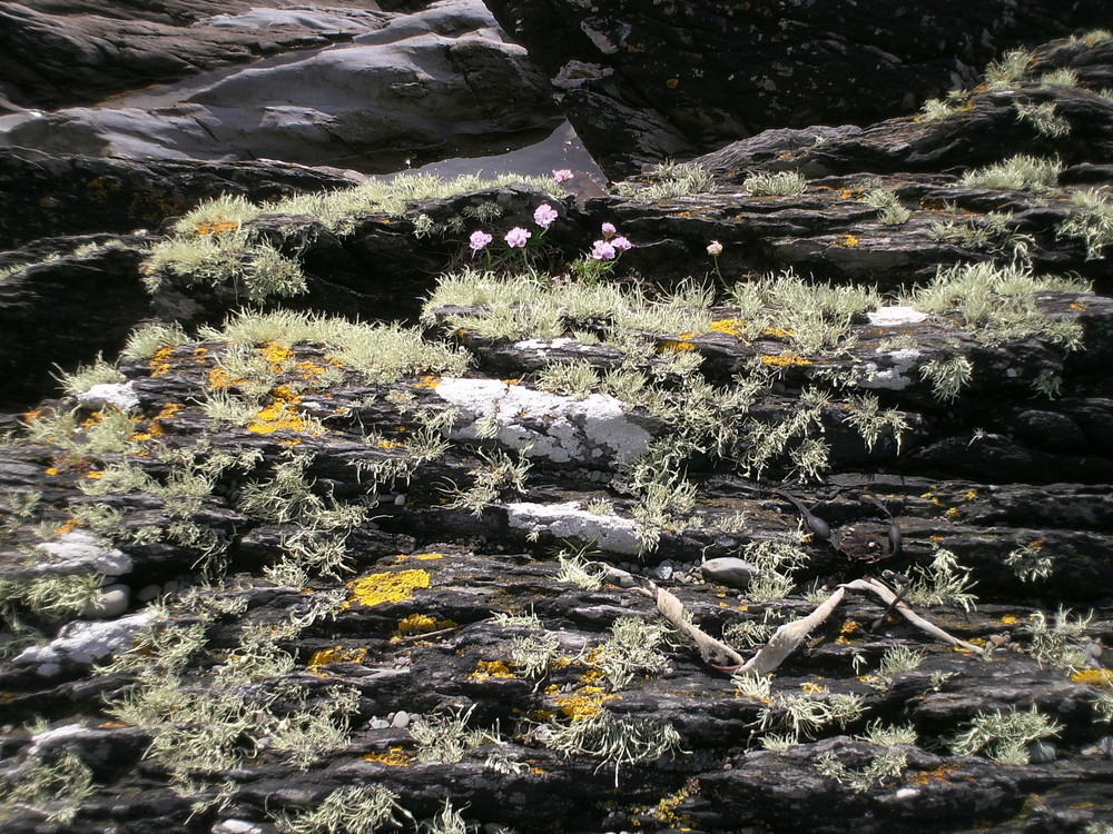 Rock at Eyeries Beach (2)