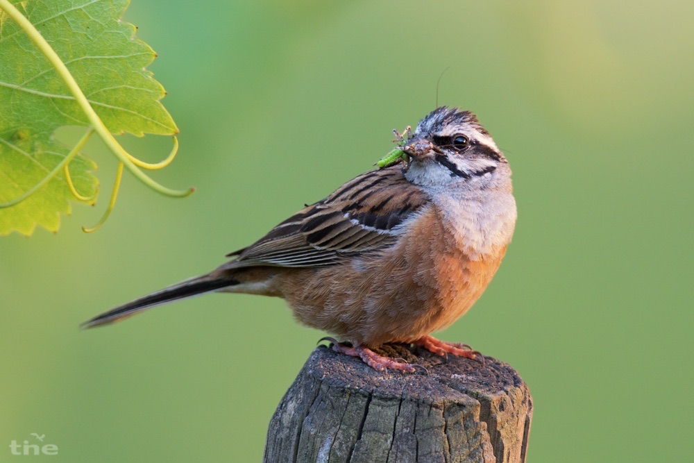 Rock Bunting