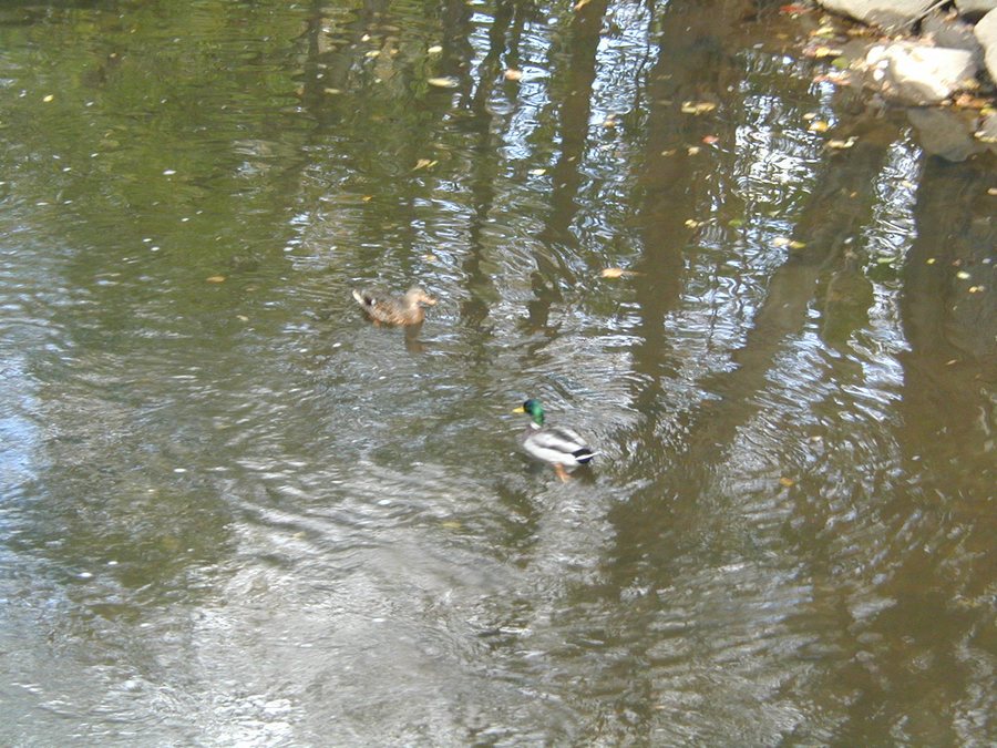 ROCK CREEK PARK STREAM