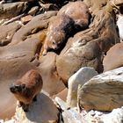 Rock Dassie