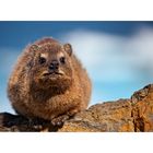 Rock dassie