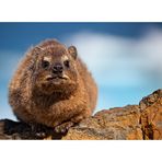 Rock dassie