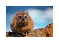 Rock dassie