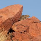 ROCK Dassie