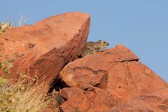 ROCK Dassie