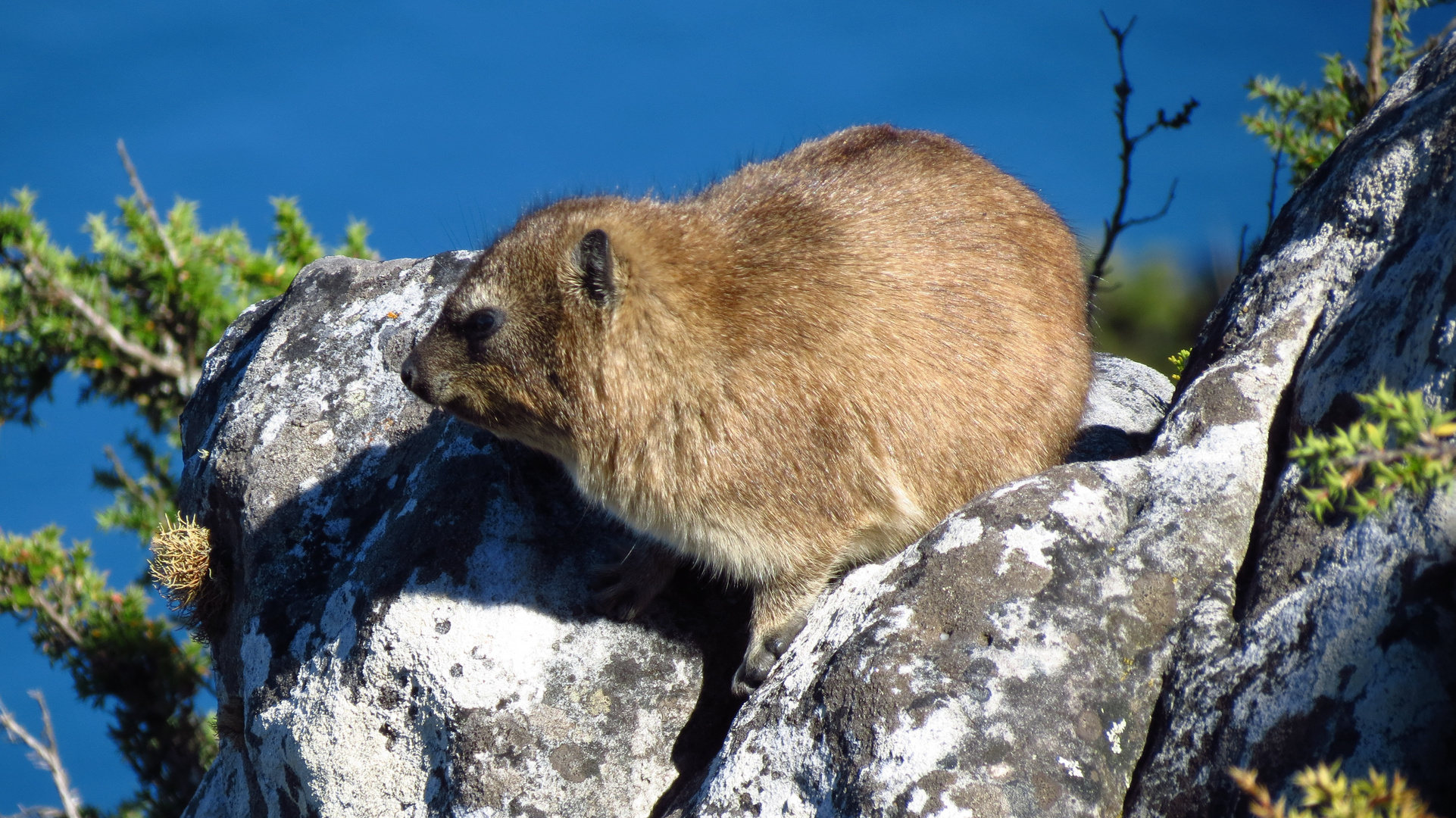 "Rock Dassie" alias Klippschliefer