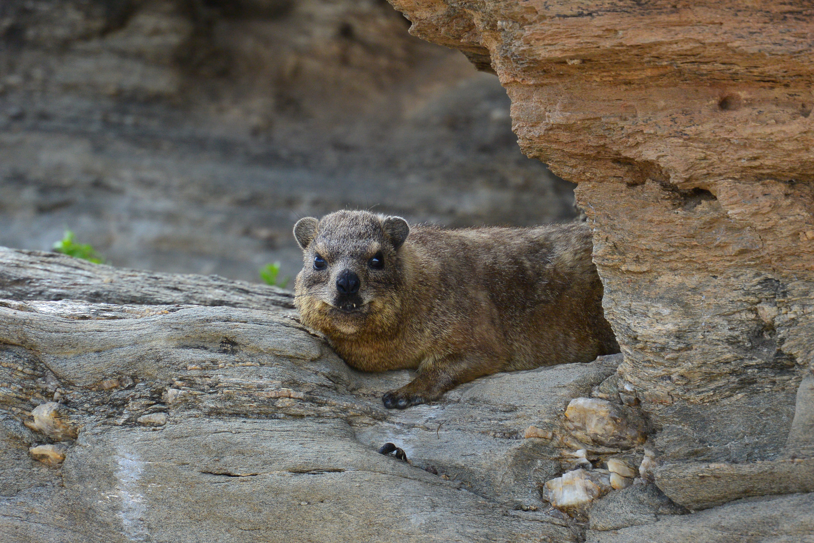 Rock Dassie