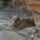 Rock Dassie