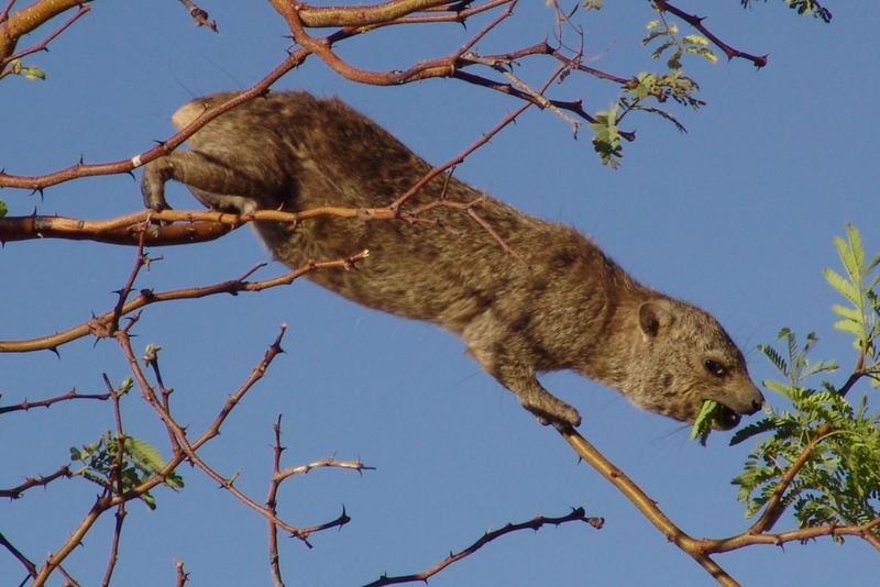 Rock Dassie