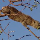 Rock Dassie