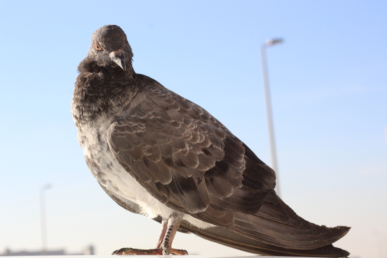 Rock dove