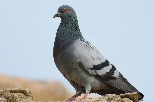Rock Dove