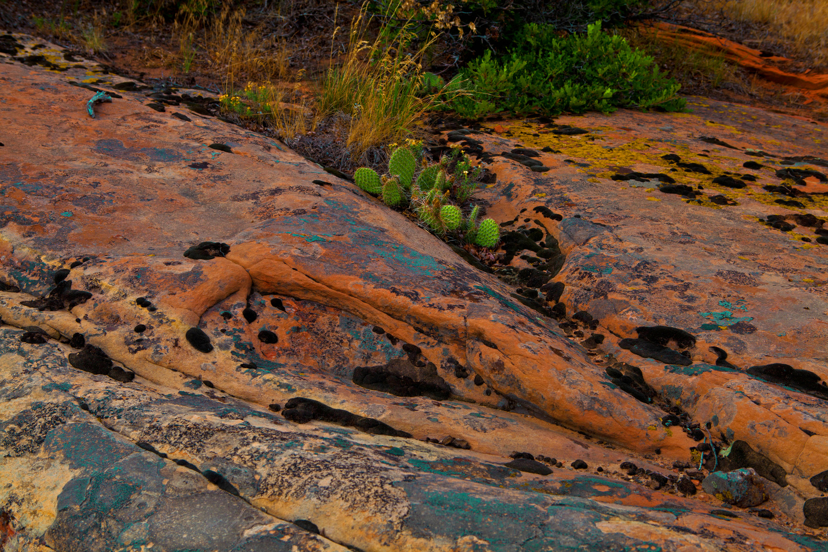 Rock Garden