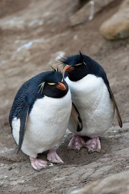 Rock Hopper Pärchen