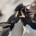 rock-hopper-penguins
