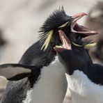 rock-hopper-penguins