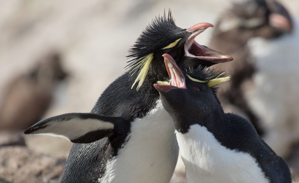 rock-hopper-penguins