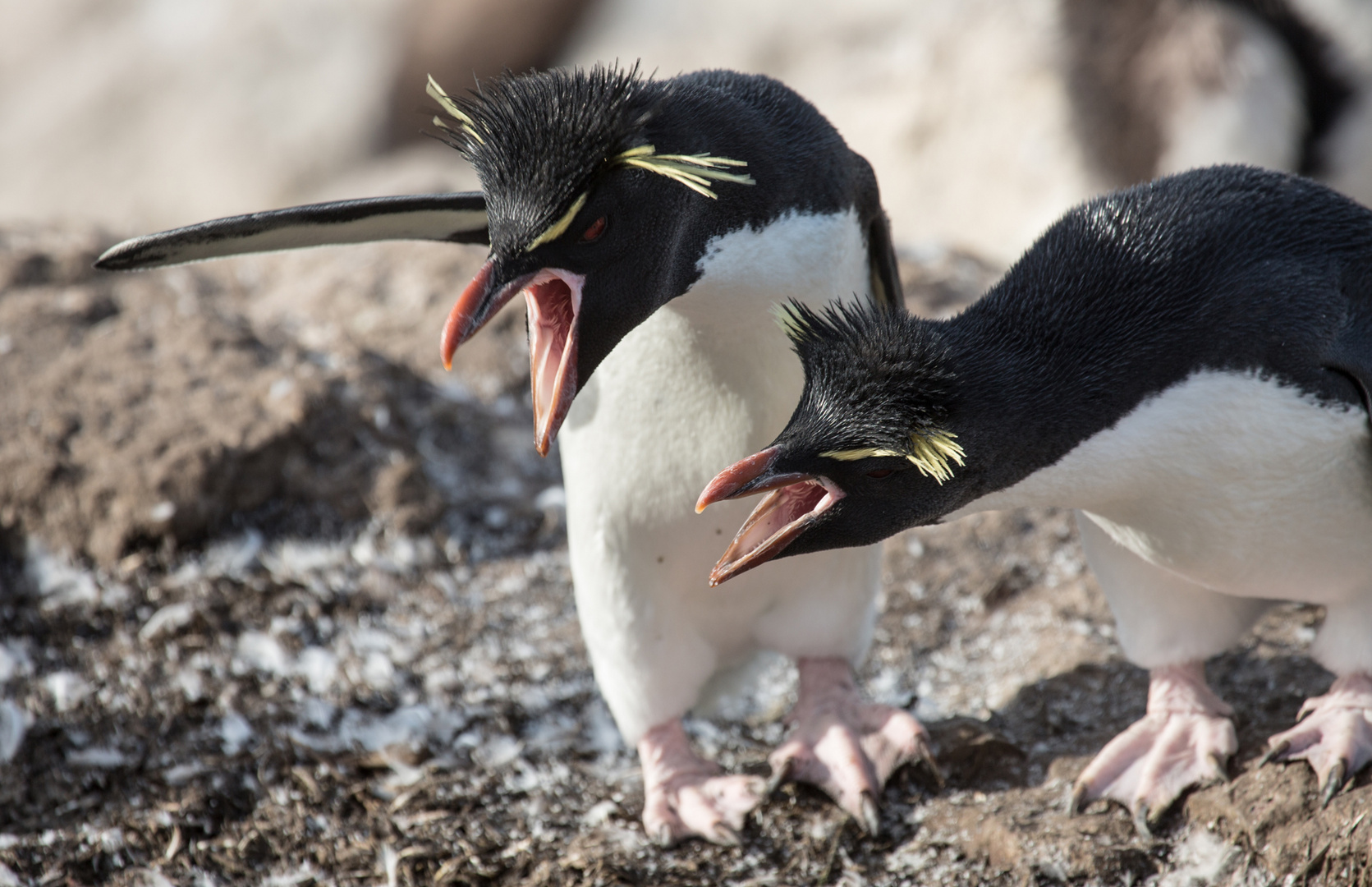 rock-hopper-penguins II