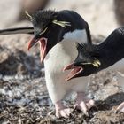 rock-hopper-penguins II