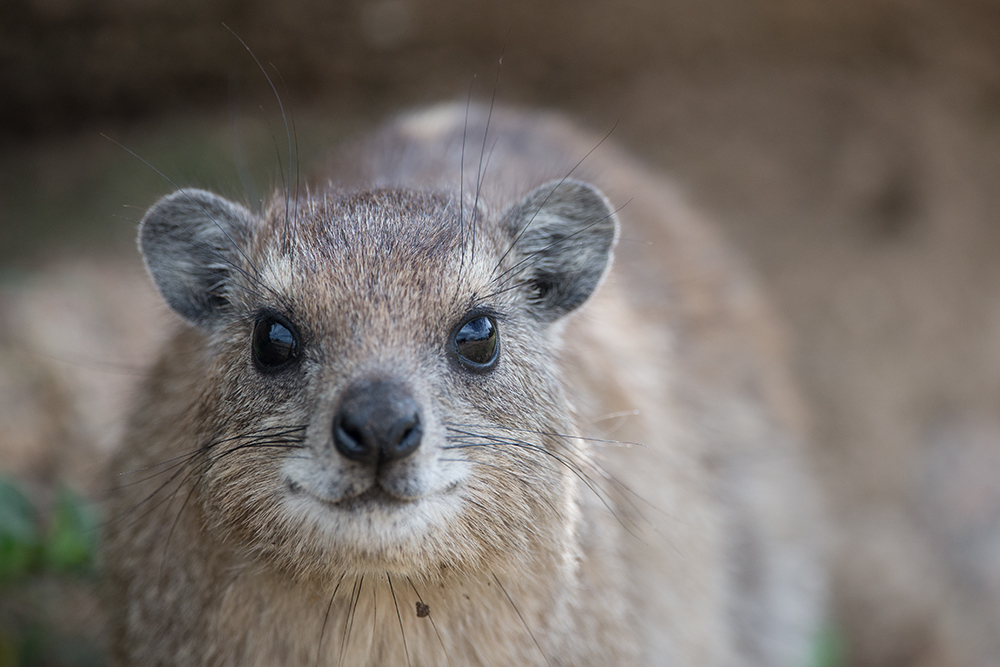 Rock Hyrax