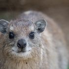 Rock Hyrax