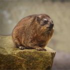 Rock hyrax portrait