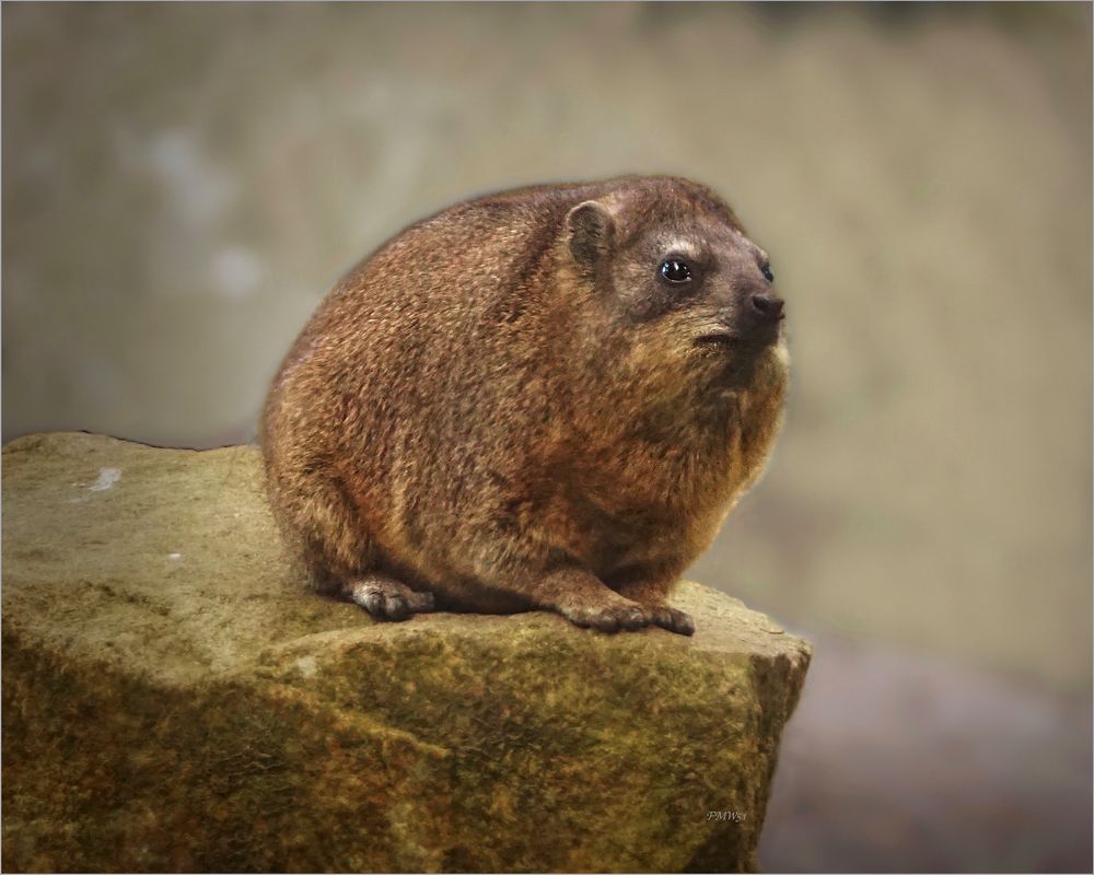 Rock hyrax portrait