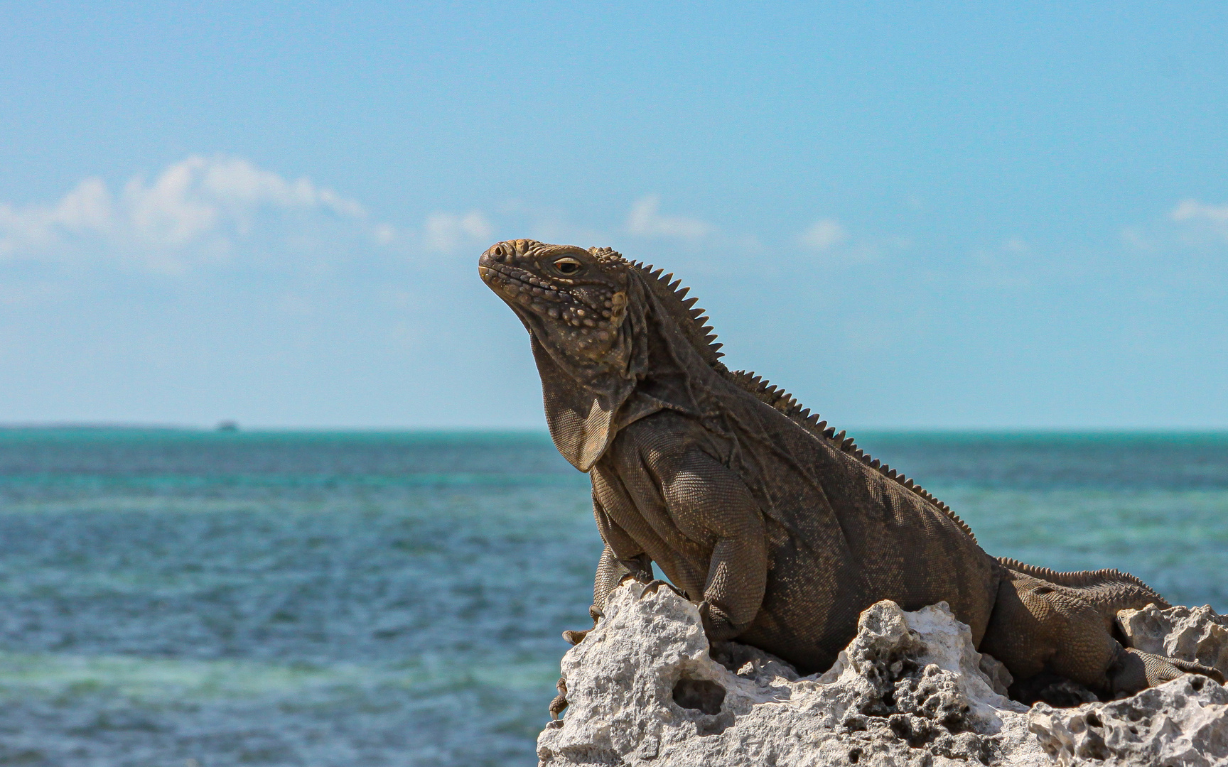 Rock Iguana