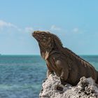 Rock Iguana