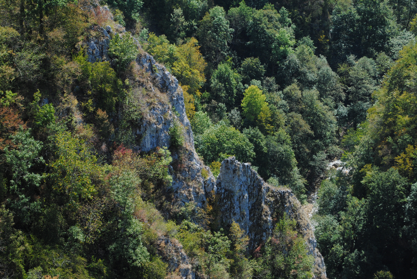 Rock in the forest