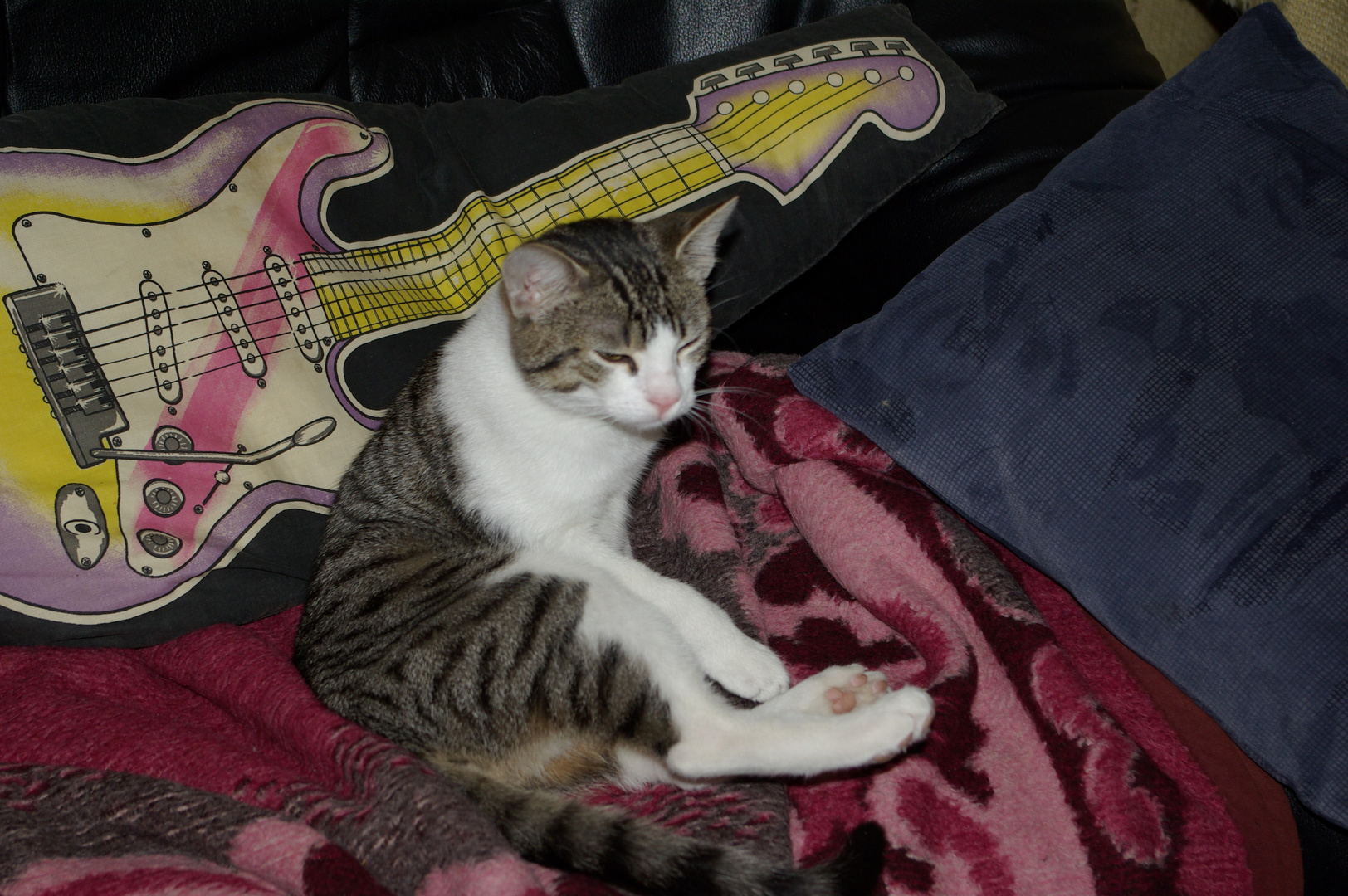 Rock-Katze