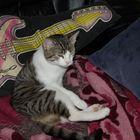 Rock-Katze