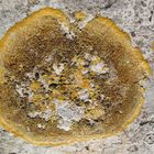 rock lichen