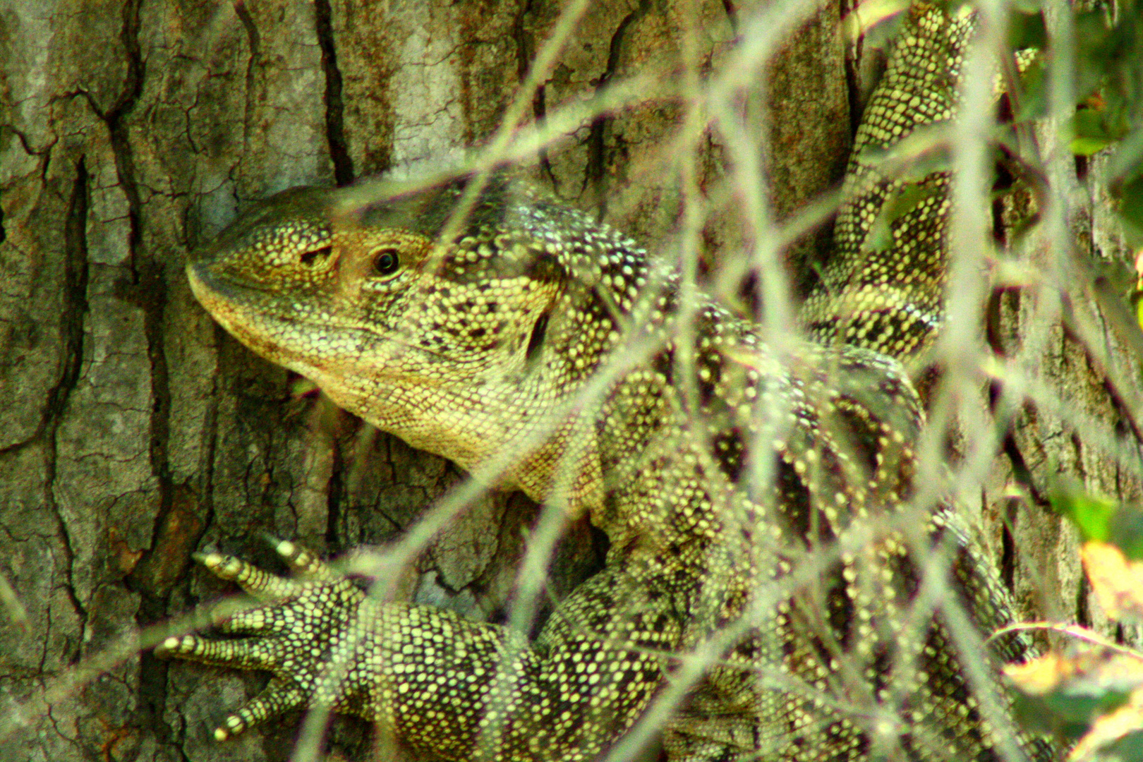 rock monitor at kruger n.p.