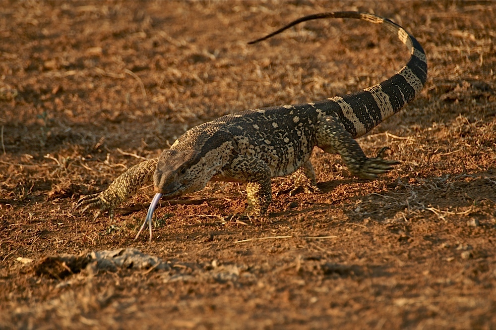 Rock Monitor at Sunset