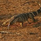 Rock Monitor at Sunset