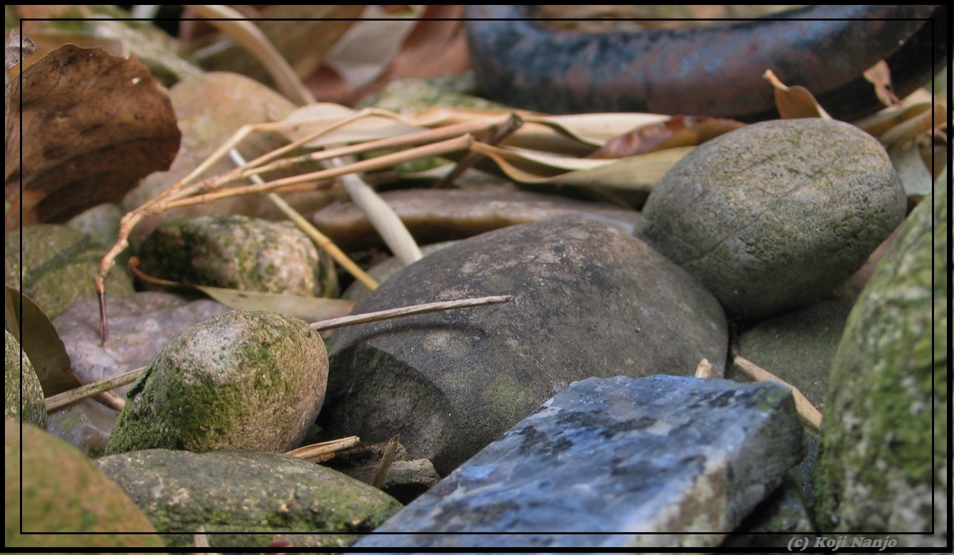 rock nature