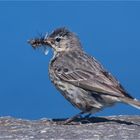 Rock pipit