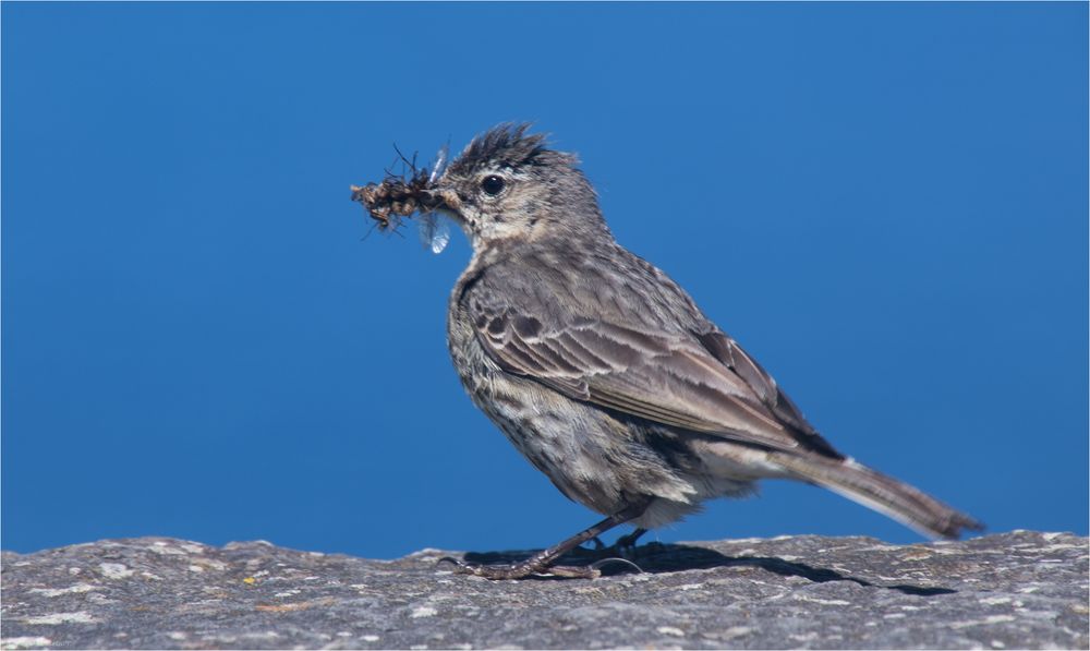 Rock pipit