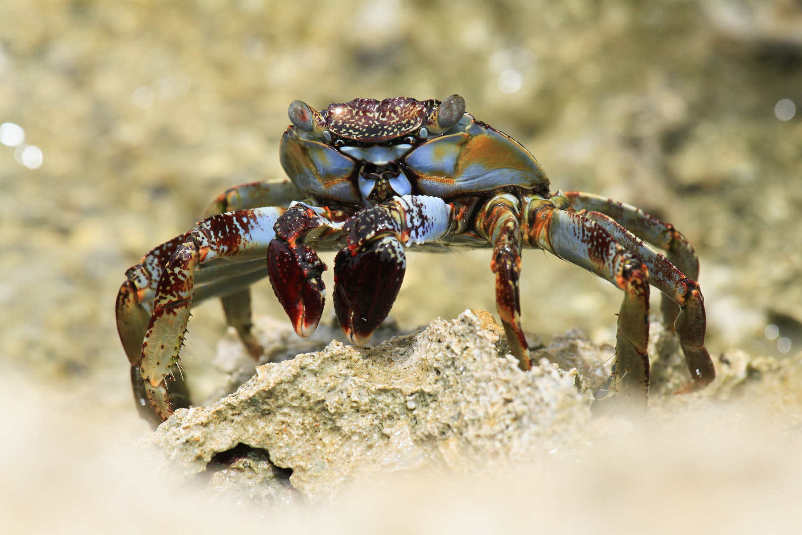 Rock Pool Crab