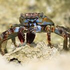 Rock Pool Crab