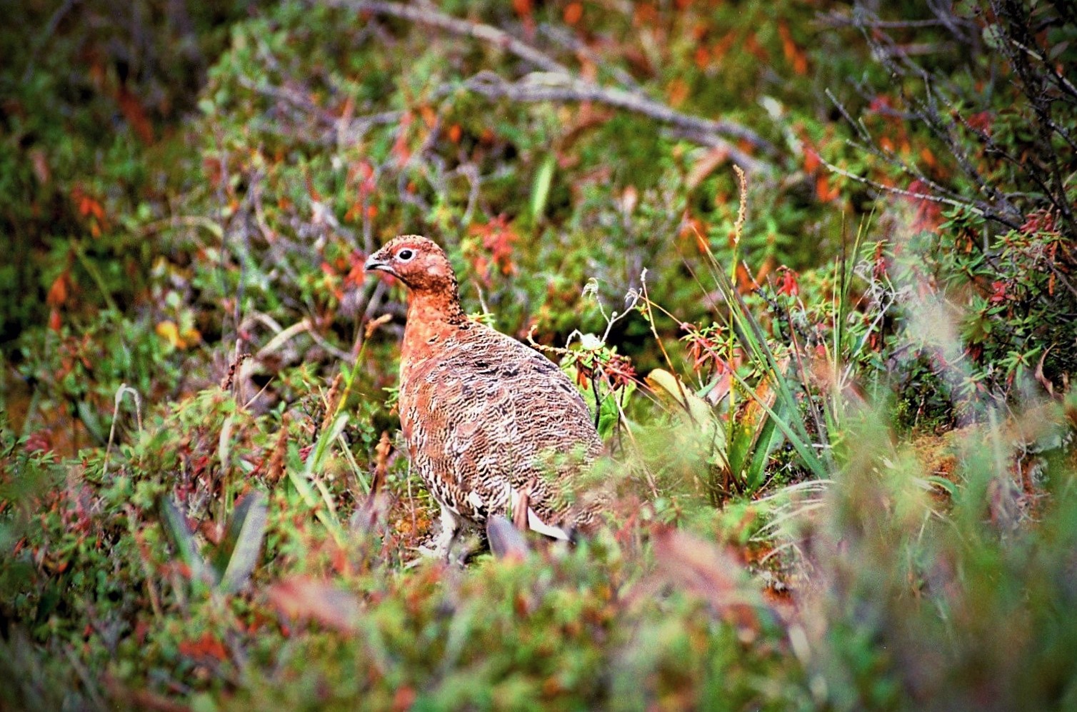 Rock Ptarmigan  -  Alpenschneehuhn