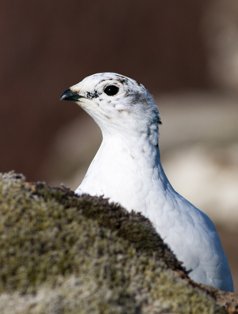 Rock Ptarmigan - Lagopus muta