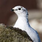 Rock Ptarmigan - Lagopus muta