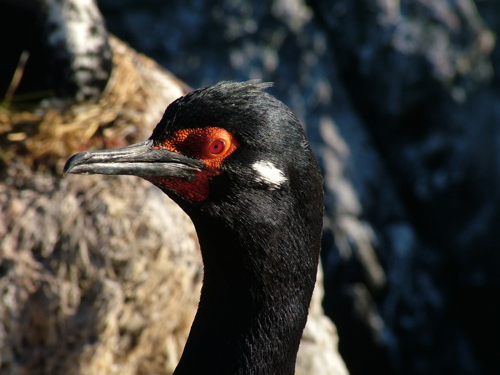 Rock Shag