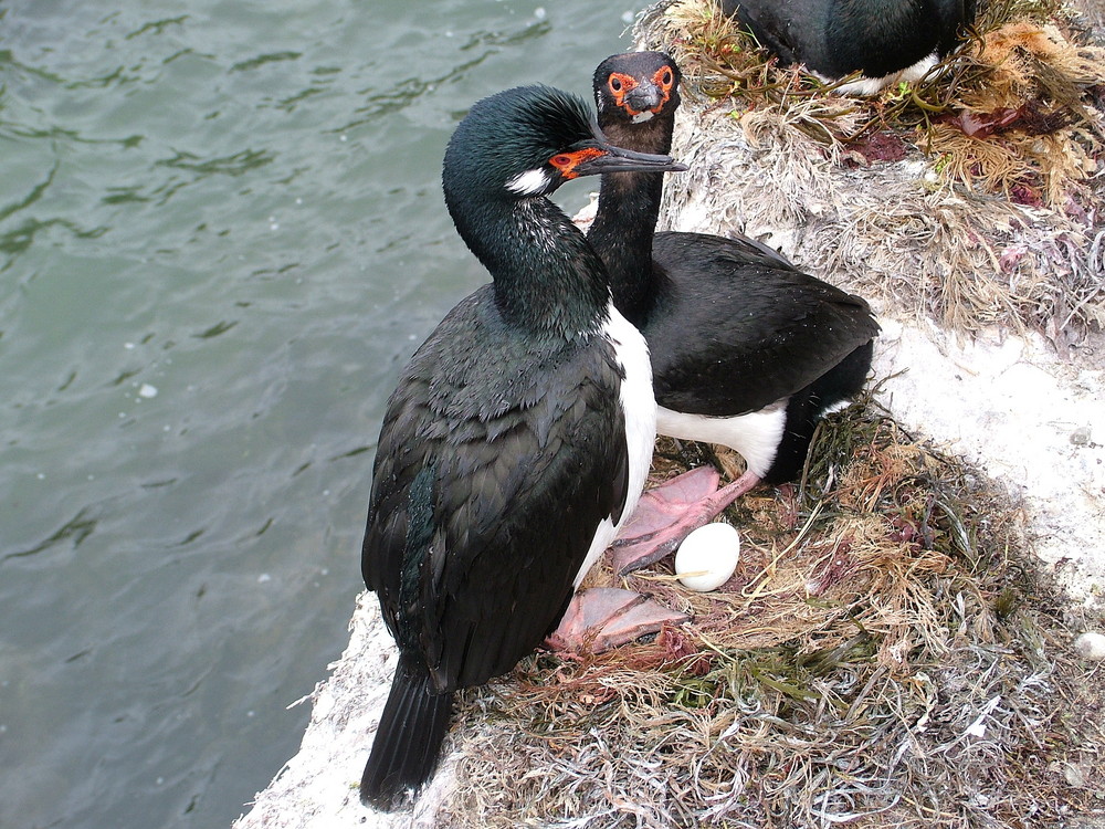 Rock Shag